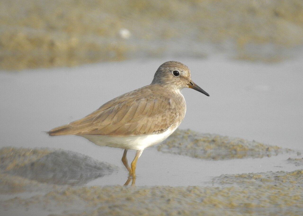 Temminckstrandläufer
