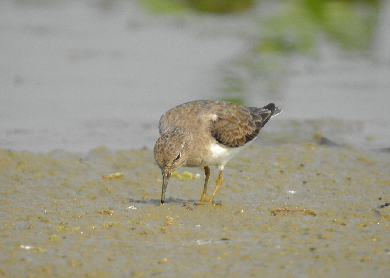 Temminckstrandläufer