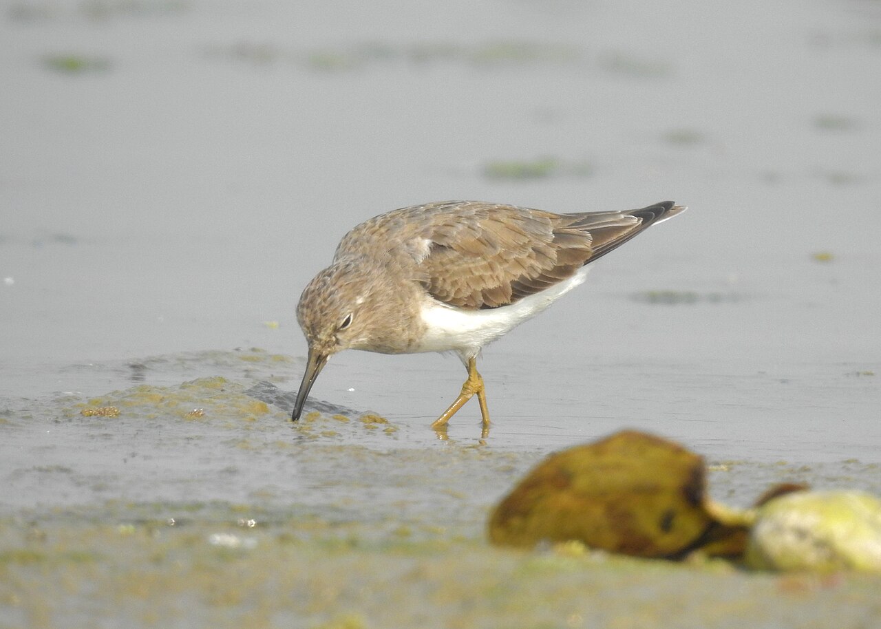 Temminckstrandläufer