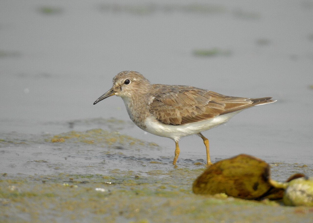 Temminckstrandläufer