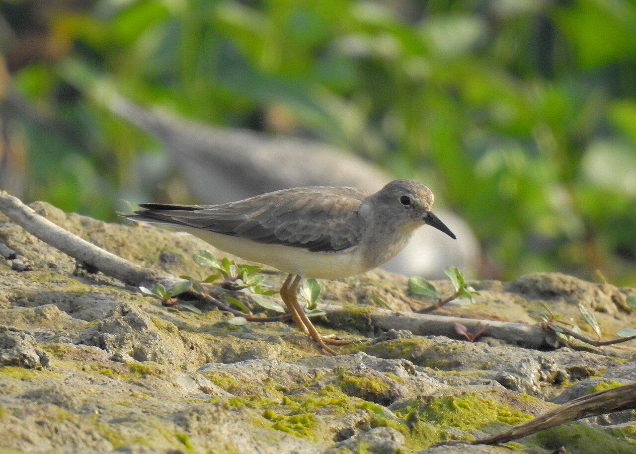Temminckstrandläufer