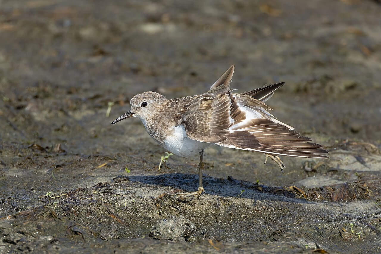 Temminckstrandläufer