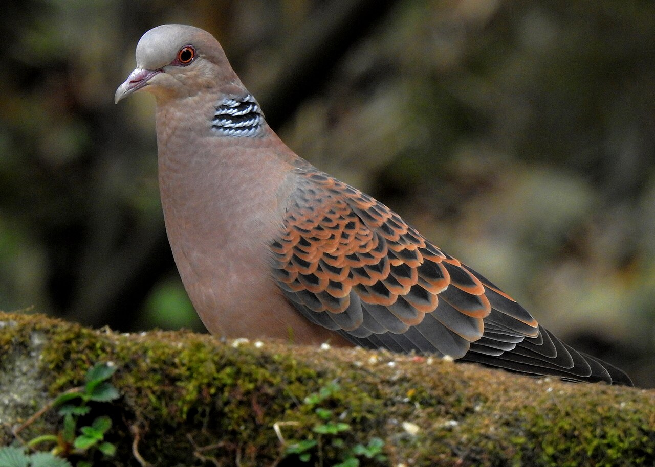 Turteltaube