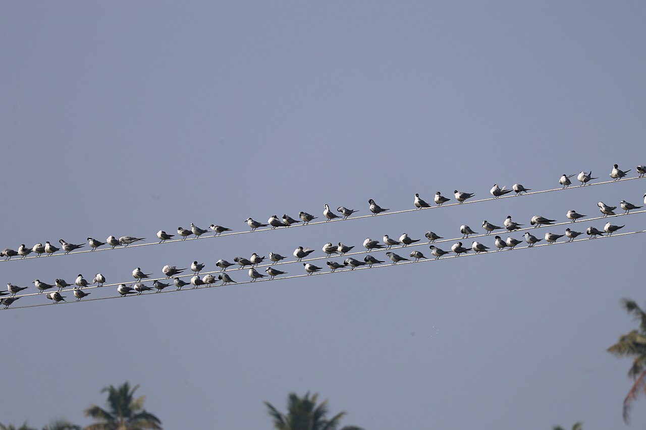 Weißbart-Seeschwalbe