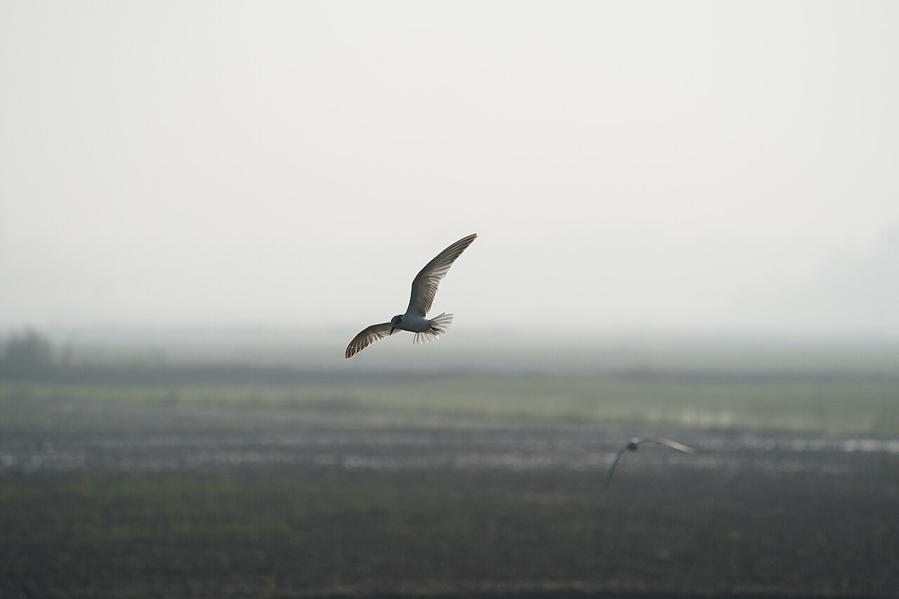Weißbart-Seeschwalbe