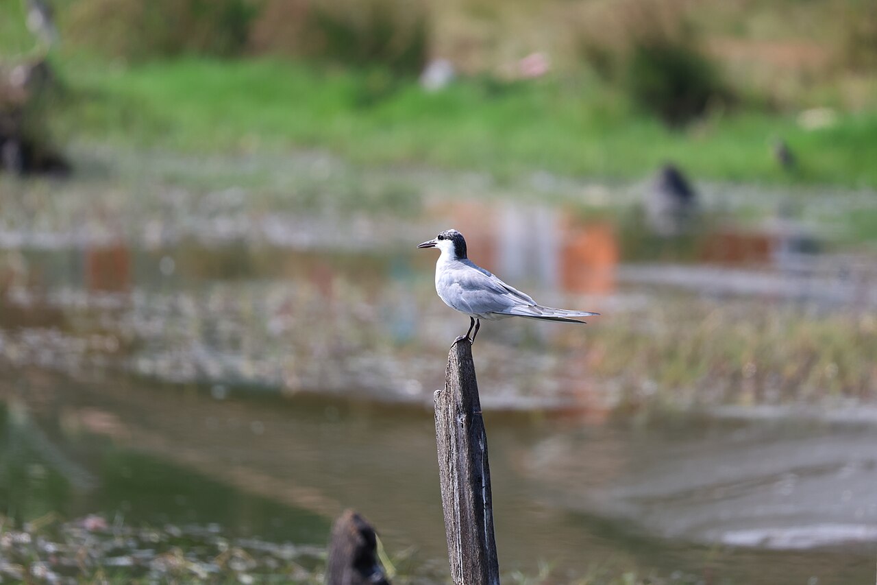 Weißbart-Seeschwalbe