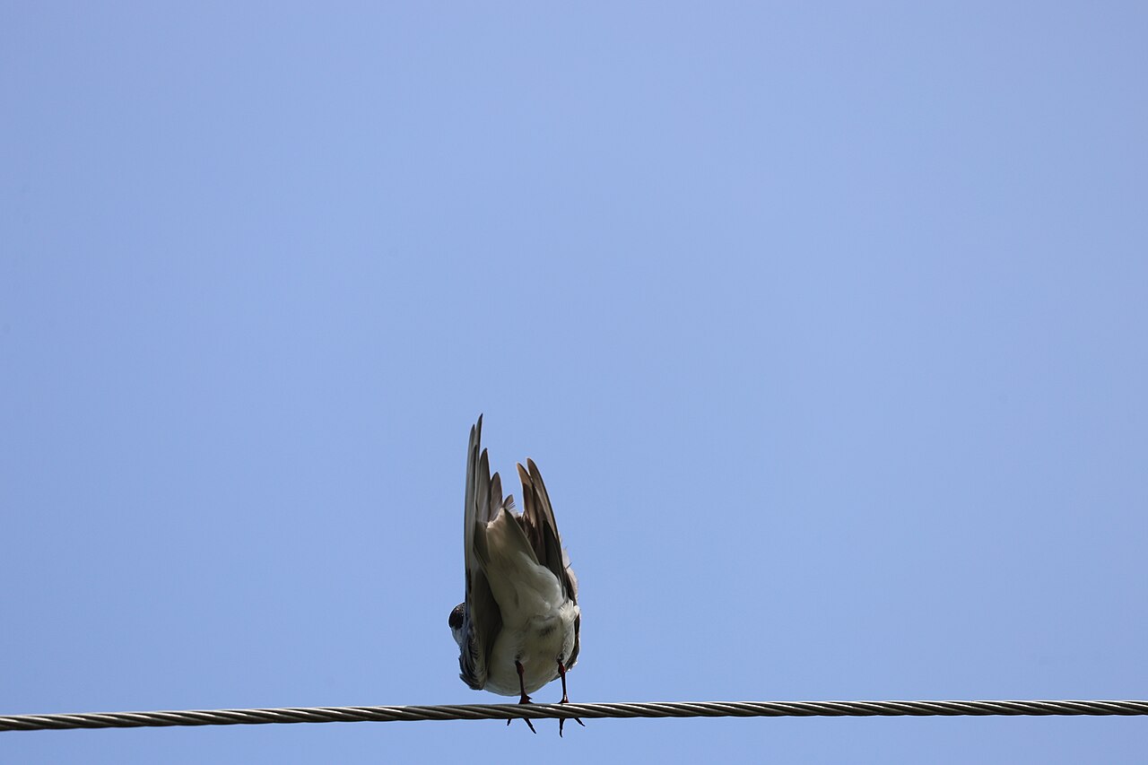 Weißbart-Seeschwalbe