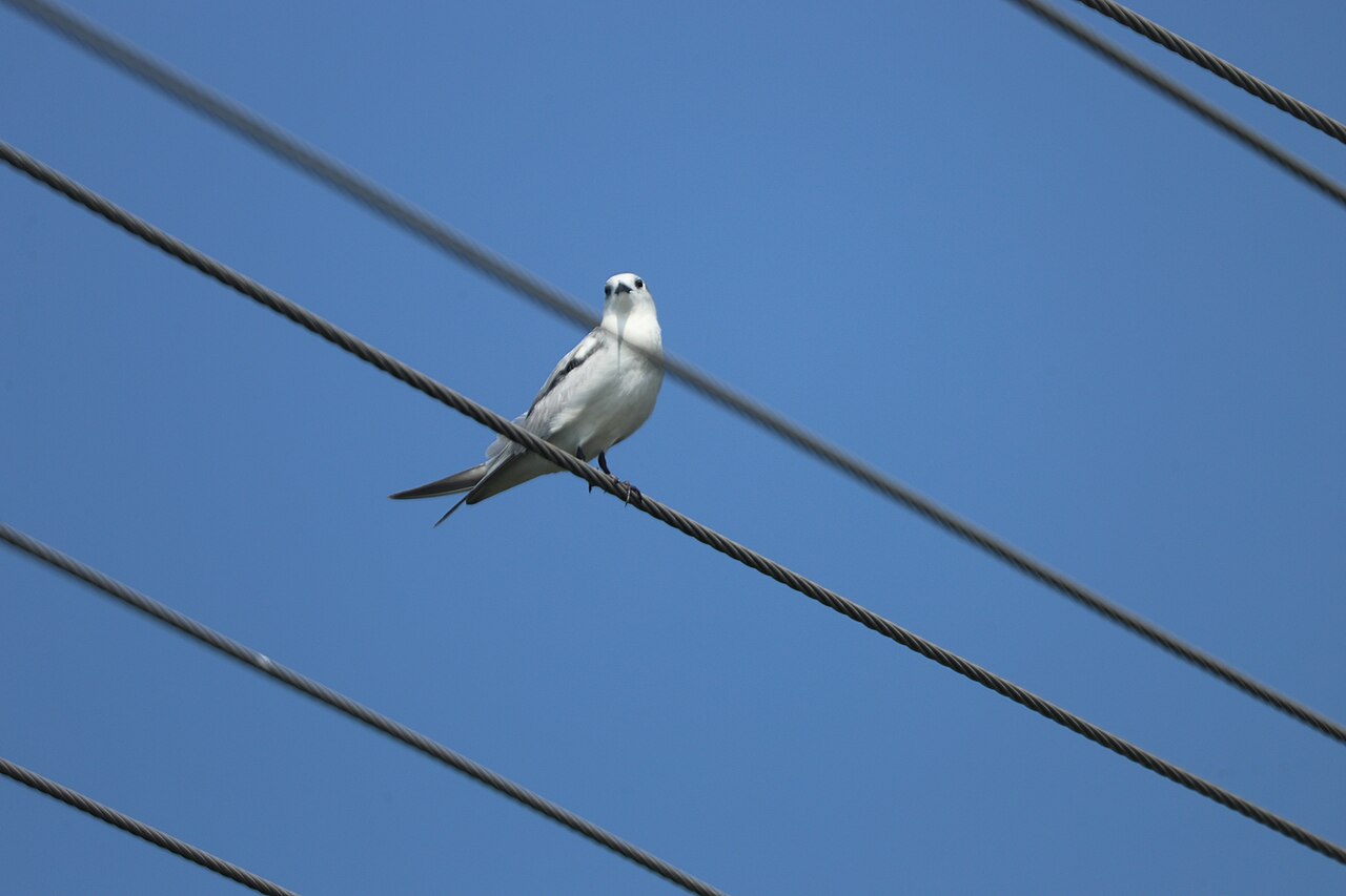 Weißbart-Seeschwalbe