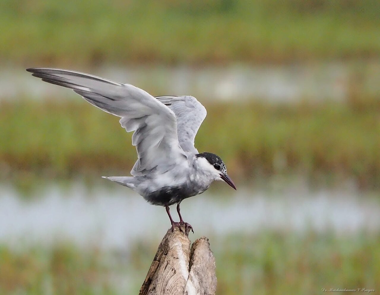 Weißbart-Seeschwalbe