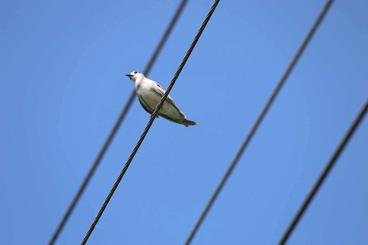 Weißbart-Seeschwalbe