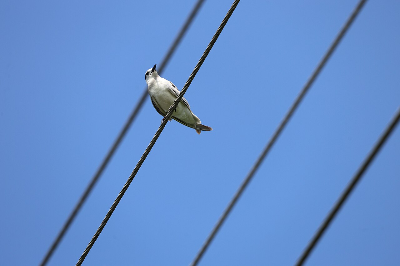 Weißbart-Seeschwalbe