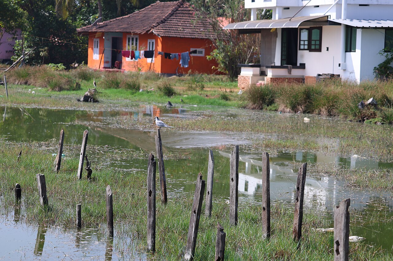 Weißbart-Seeschwalbe
