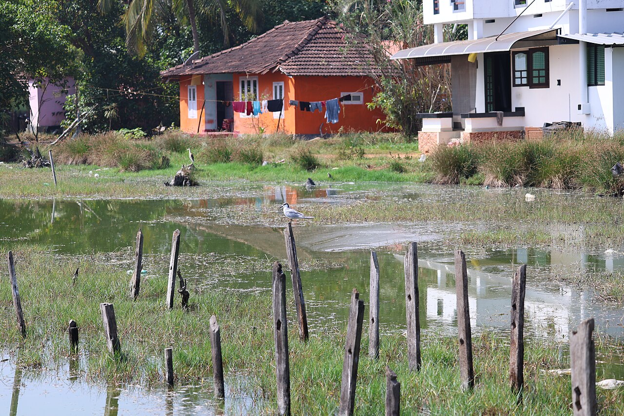 Weißbart-Seeschwalbe
