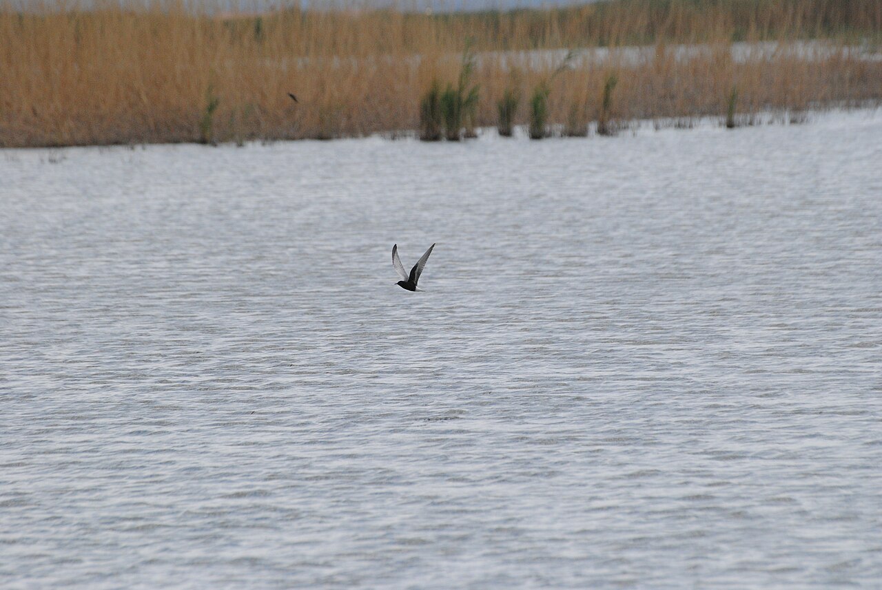 Weißflügel-Seeschwalbe