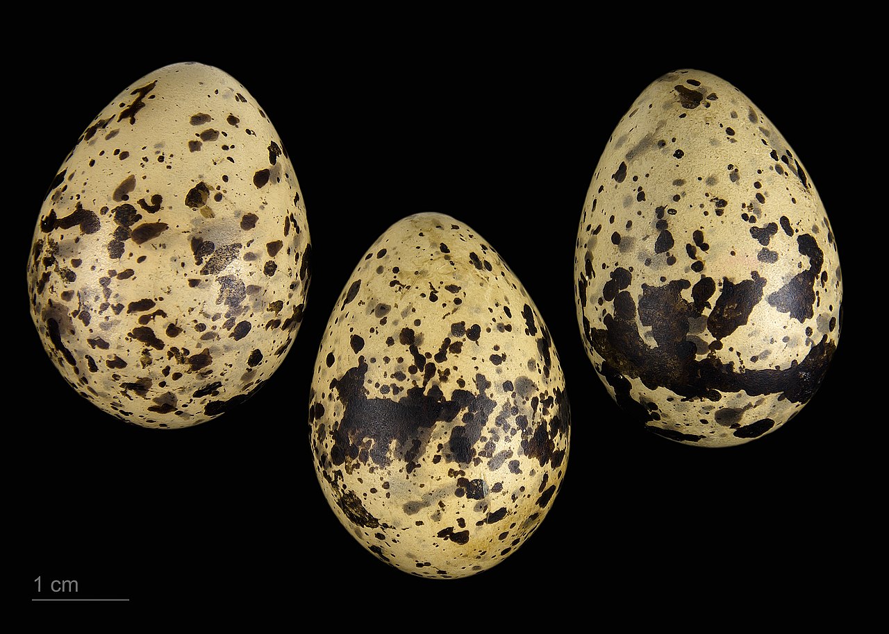 Weißflügel-Seeschwalbe