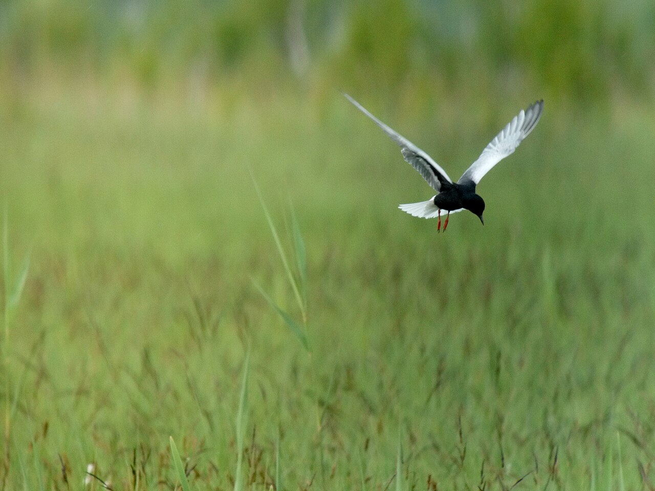Weißflügel-Seeschwalbe