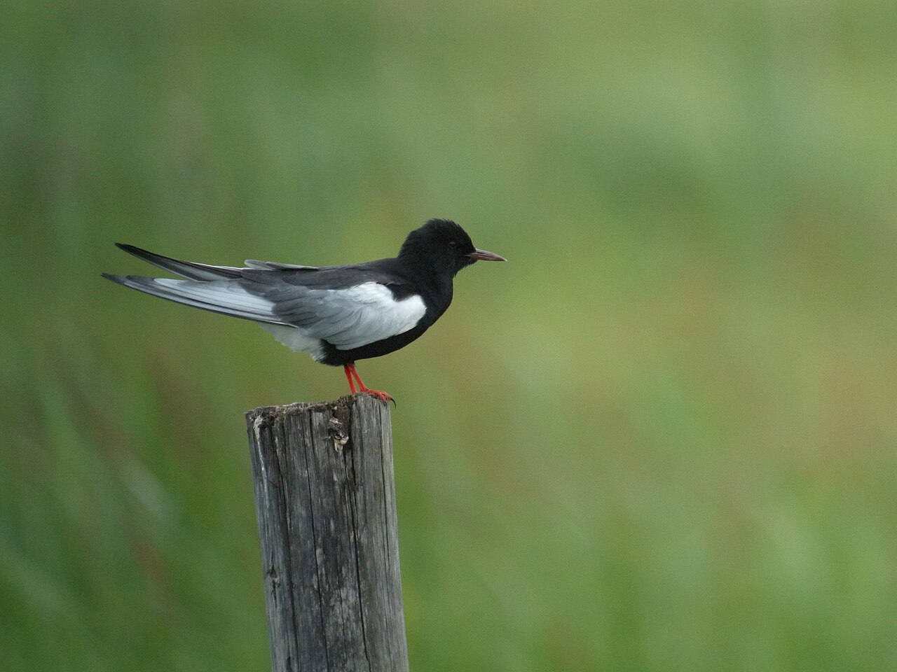 Weißflügel-Seeschwalbe