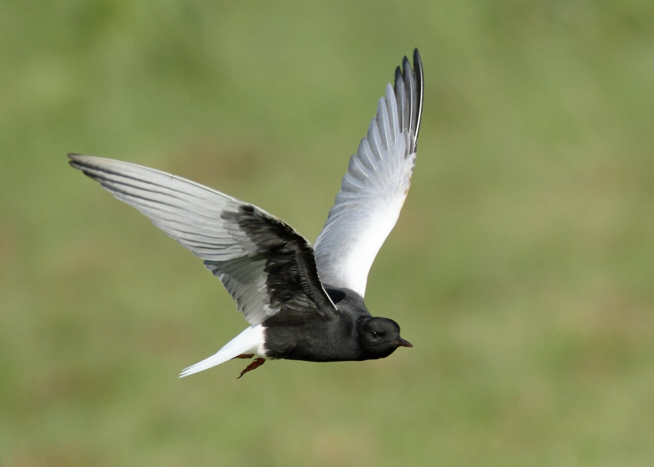 Weißflügel-Seeschwalbe