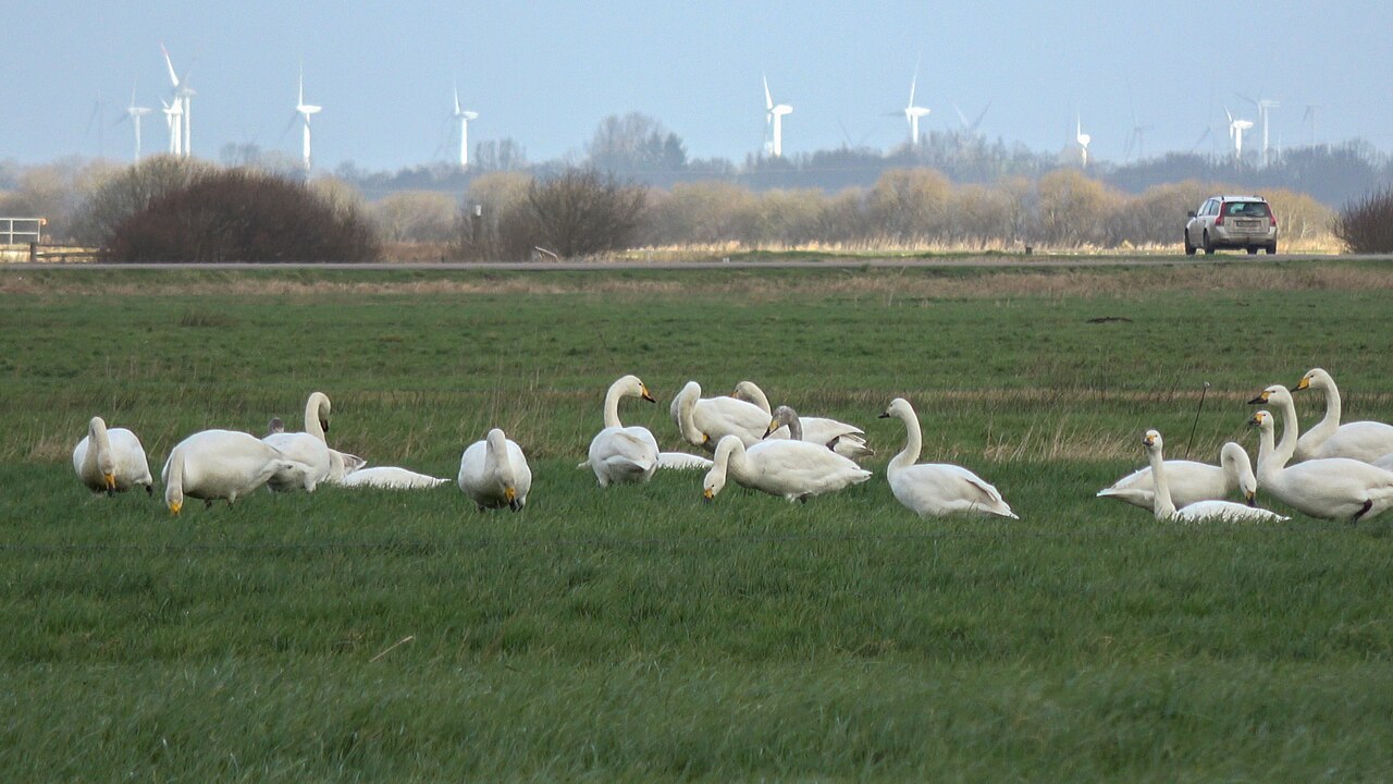 Zwergschwan